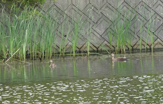 西辺の池のカルガモ